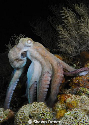 Common Octopus (Octopus vulgaris)
"On the hunt" 
Roatan... by Shawn Rener 